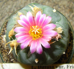 Lophophora Diffusa var. fricii in flower